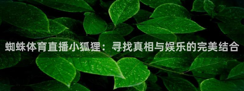 蜘蛛体育直播小狐狸：寻找真相与娱乐的完美结合