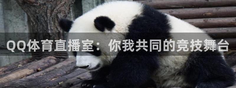 QQ体育直播室：你我共同的竞技舞台