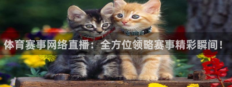 体育赛事网络直播：全方位领略赛事精彩瞬间！