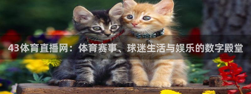 43体育直播网：体育赛事、球迷生活与娱乐的数字殿堂