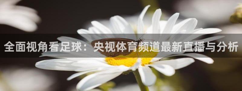 全面视角看足球：央视体育频道最新直播与分析