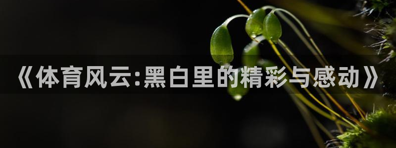 《体育风云:黑白里的精彩与感动》