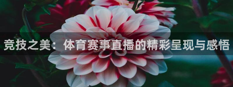 竞技之美：体育赛事直播的精彩呈现与感悟