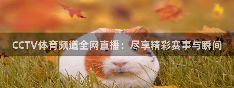 CCTV体育频道全网直播：尽享精彩赛事与瞬间